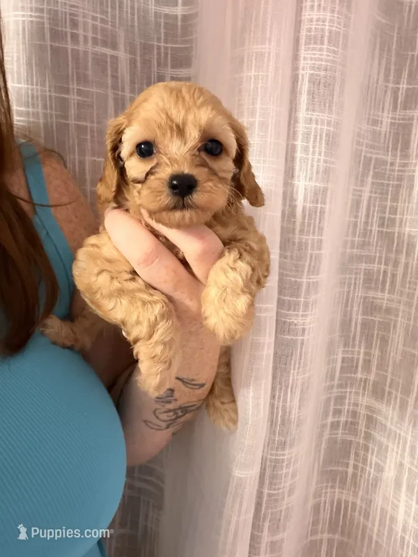Maggie – Cavapoo puppy for sale in Stanfield, NC