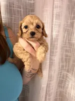 Maggie, a female Cavapoo for sale in Stanfield, NC – 1 of 5