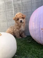 Autumn , a female Yorkipoo for sale in Stanfield, NC – 4 of 6