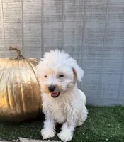 Casper, a male Yorkipoo for sale in Stanfield, NC – 6 of 6