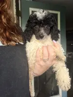 Oreo, a male Poodle - Miniature  for sale in Stanfield, NC – 3 of 5