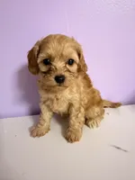 Maggie, a female Cavapoo for sale in Stanfield, NC – 2 of 5