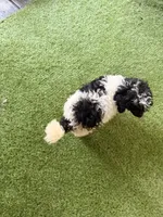 Oreo, a male Poodle - Miniature  for sale in Stanfield, NC – 4 of 5