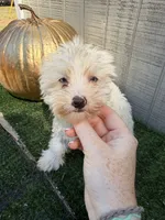 Ghost, a male Yorkipoo for sale in Stanfield, NC – 6 of 7