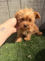 Maple , a female Yorkipoo for sale in Stanfield, NC – 7 of 7