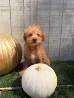 Pumpkin, a female Yorkipoo for sale in Stanfield, NC – 4 of 6