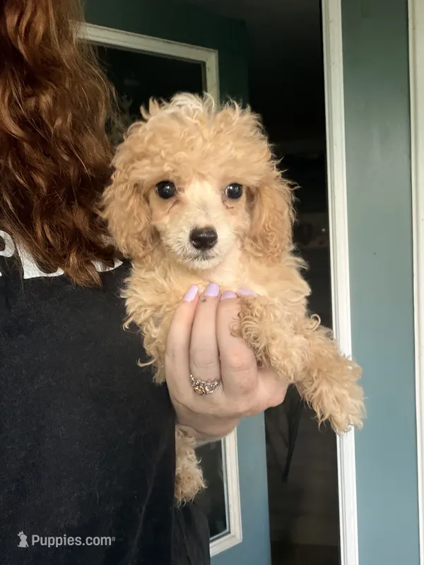 Lola – Poodle - Miniature  puppy for sale in Stanfield, NC
