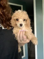 Lola, a female Poodle - Miniature  for sale in Stanfield, NC – 1 of 5