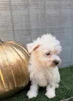 Casper, a male Yorkipoo for sale in Stanfield, NC – 4 of 6