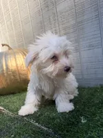 Ghost, a male Yorkipoo for sale in Stanfield, NC – 7 of 7