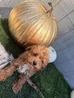 Rusty, a male Yorkipoo for sale in Stanfield, NC – 2 of 7