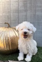 Casper, a male Yorkipoo for sale in Stanfield, NC – 5 of 6