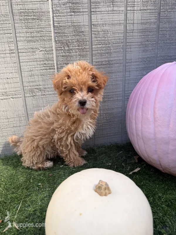 Autumn  – Yorkipoo puppy for sale in Stanfield, NC