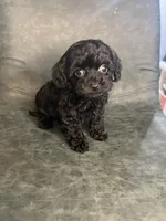 Jasmine, a female Cavapoo for sale in Stanfield, NC – Photo 7 of 9