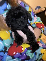 Jasmine, a female Cavapoo for sale in Stanfield, NC – Photo 9 of 9