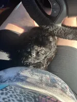 Jasmine, a female Cavapoo for sale in Stanfield, NC – Photo 8 of 9