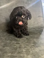 Jasmine, a female Cavapoo for sale in Stanfield, NC – Photo 3 of 9