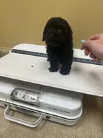 Jasmine, a female Cavapoo for sale in Stanfield, NC – Photo 5 of 9