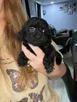 Jasmine, a female Cavapoo for sale in Stanfield, NC – Photo 4 of 9