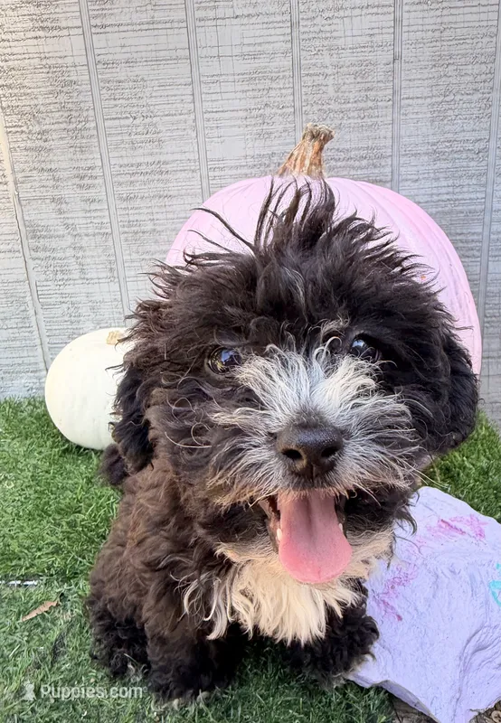 Raven – Yorkipoo puppy for sale in Stanfield, NC