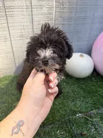 Raven, a female Yorkipoo for sale in Stanfield, NC – 4 of 6