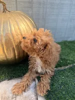Rusty, a male Yorkipoo for sale in Stanfield, NC – 5 of 7