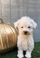 Casper, a male Yorkipoo for sale in Stanfield, NC – 2 of 6