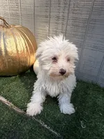 Ghost, a male Yorkipoo for sale in Stanfield, NC – 5 of 7