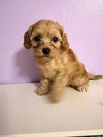 Maggie, a female Cavapoo for sale in Stanfield, NC – 4 of 5