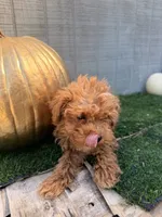 Rusty, a male Yorkipoo for sale in Stanfield, NC – 4 of 7