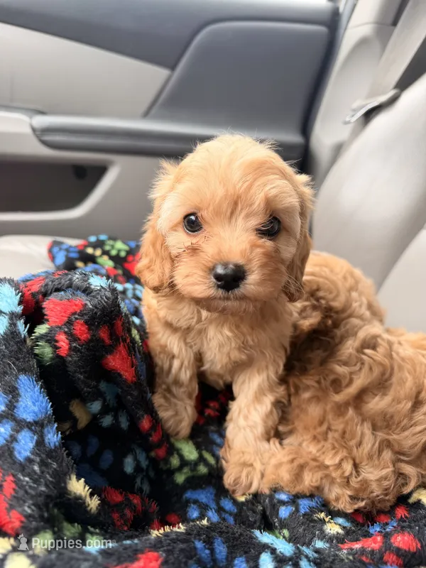 Maggie – Cavapoo puppy for sale in Stanfield, NC