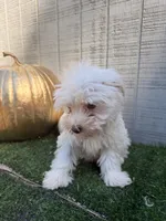 Ghost, a male Yorkipoo for sale in Stanfield, NC – 4 of 7