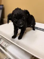 Beauty , a female Cavapoo for sale in Stanfield, NC – Photo 3 of 4