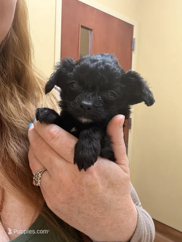 Beauty  – Cavapoo puppy for sale in Stanfield, NC