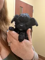 Beauty , a female Cavapoo for sale in Stanfield, NC – Photo 1 of 4