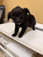 Beauty , a female Cavapoo for sale in Stanfield, NC – Photo 2 of 4