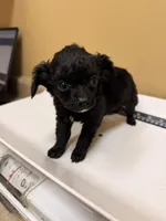 Beauty , a female Cavapoo for sale in Stanfield, NC – Photo 4 of 4