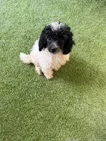 Oreo, a male Poodle - Miniature  for sale in Stanfield, NC – 5 of 5