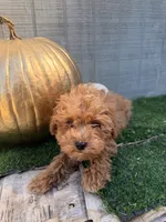 Rusty, a male Yorkipoo for sale in Stanfield, NC – 7 of 7