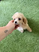Lola, a female Poodle - Miniature  for sale in Stanfield, NC – 4 of 5