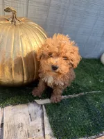 Rusty, a male Yorkipoo for sale in Stanfield, NC – 1 of 7