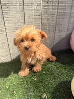 Maple , a female Yorkipoo for sale in Stanfield, NC – 5 of 7