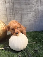 Pumpkin, a female Yorkipoo for sale in Stanfield, NC – 3 of 6
