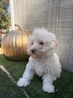 Ghost, a male Yorkipoo for sale in Stanfield, NC – 2 of 7