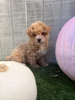 Autumn , a female Yorkipoo for sale in Stanfield, NC – 6 of 6
