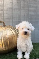 Casper, a male Yorkipoo for sale in Stanfield, NC – 3 of 6