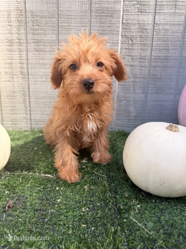 Pumpkin – Yorkipoo puppy for sale in Stanfield, NC
