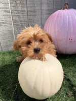 Maple , a female Yorkipoo for sale in Stanfield, NC – 3 of 7