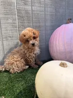 Autumn , a female Yorkipoo for sale in Stanfield, NC – 2 of 6