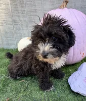 Raven, a female Yorkipoo for sale in Stanfield, NC – 2 of 6